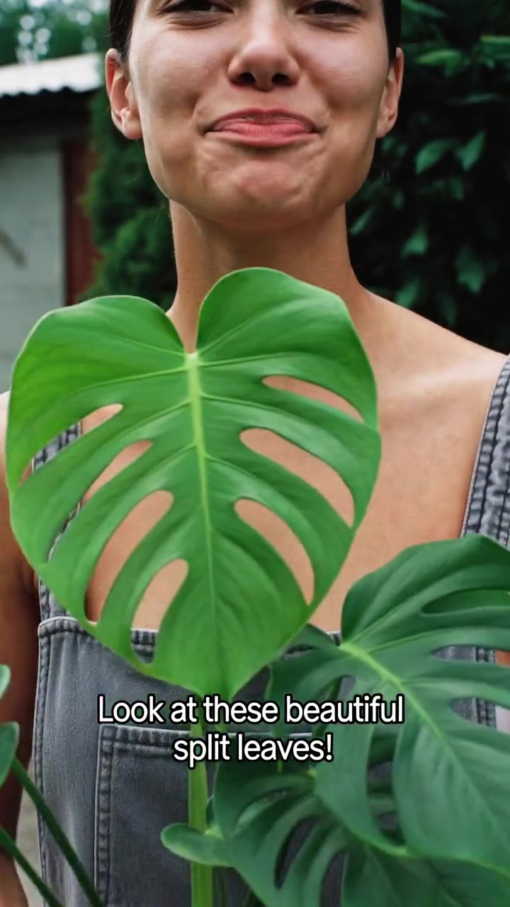Monstera